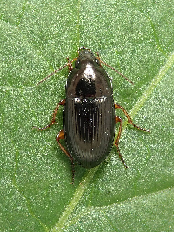 Carabidae: Amara da  identificare